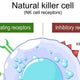Diagram of a natural killer cell with activating and inhibitory receptors labeled.