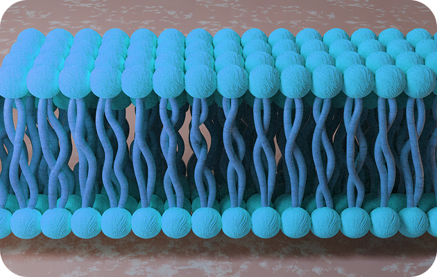 GPC-182 phospholipid