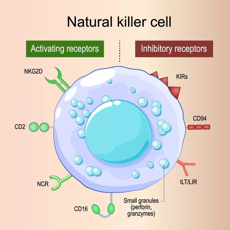 Phospholipids in CellBB activate the Natural Killer (NK) cells of the immune system