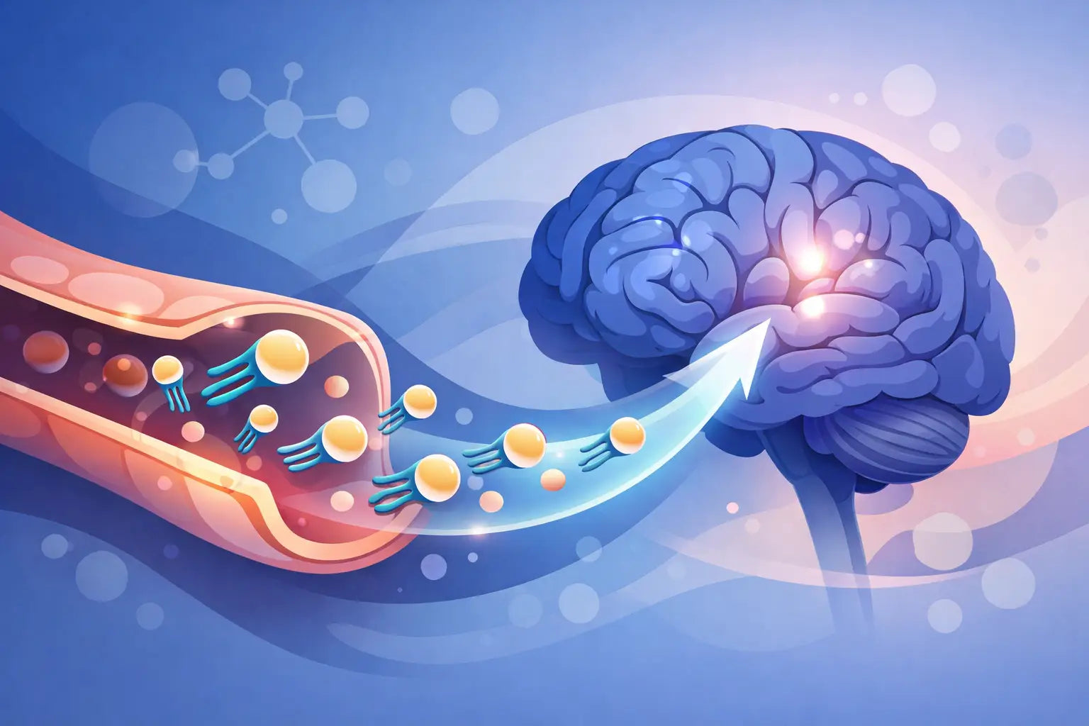 Can Phospholipids Reach Brain Tissue Effectively?