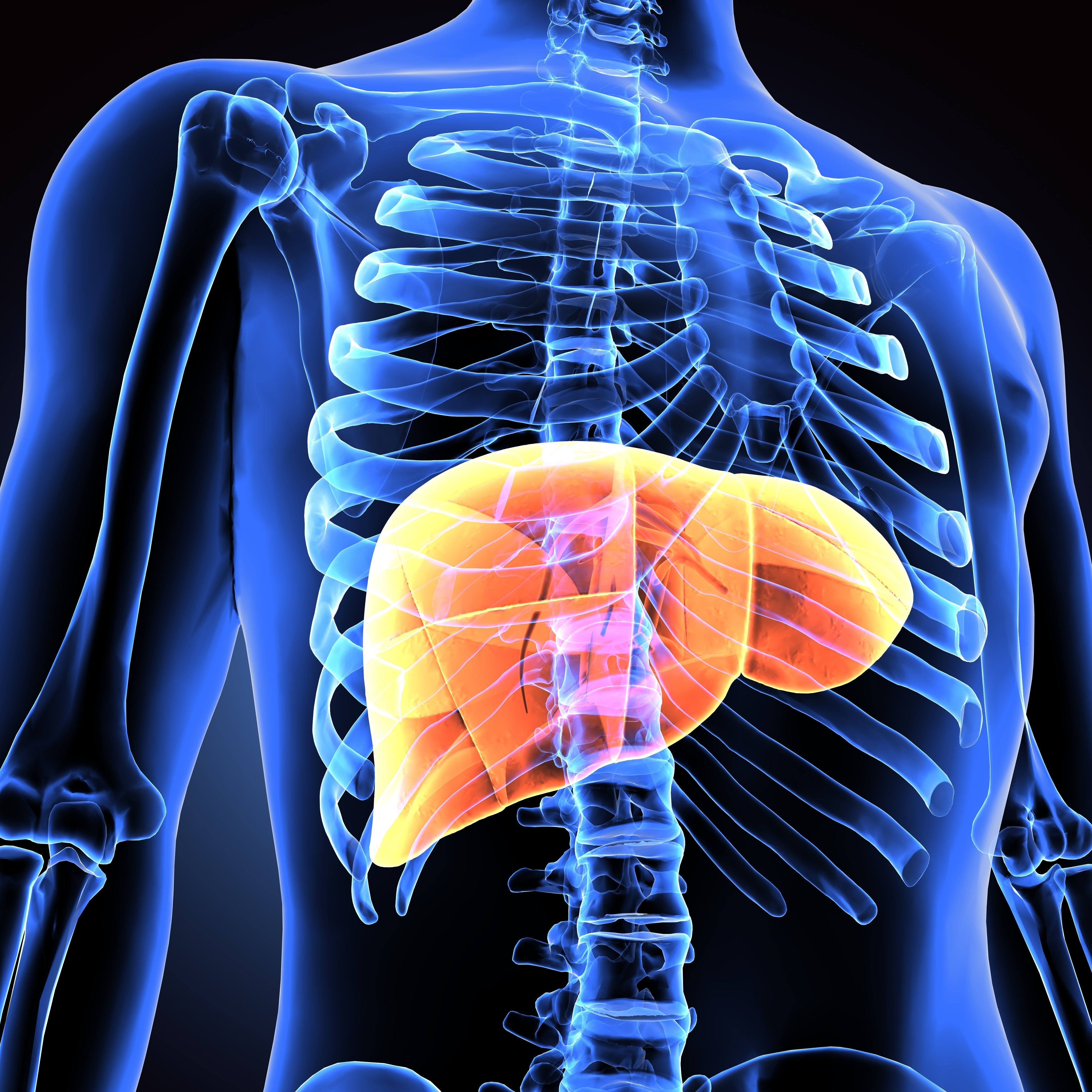 Phosphatidylcholine, the Liver, and Where Other Phospholipids Fit In