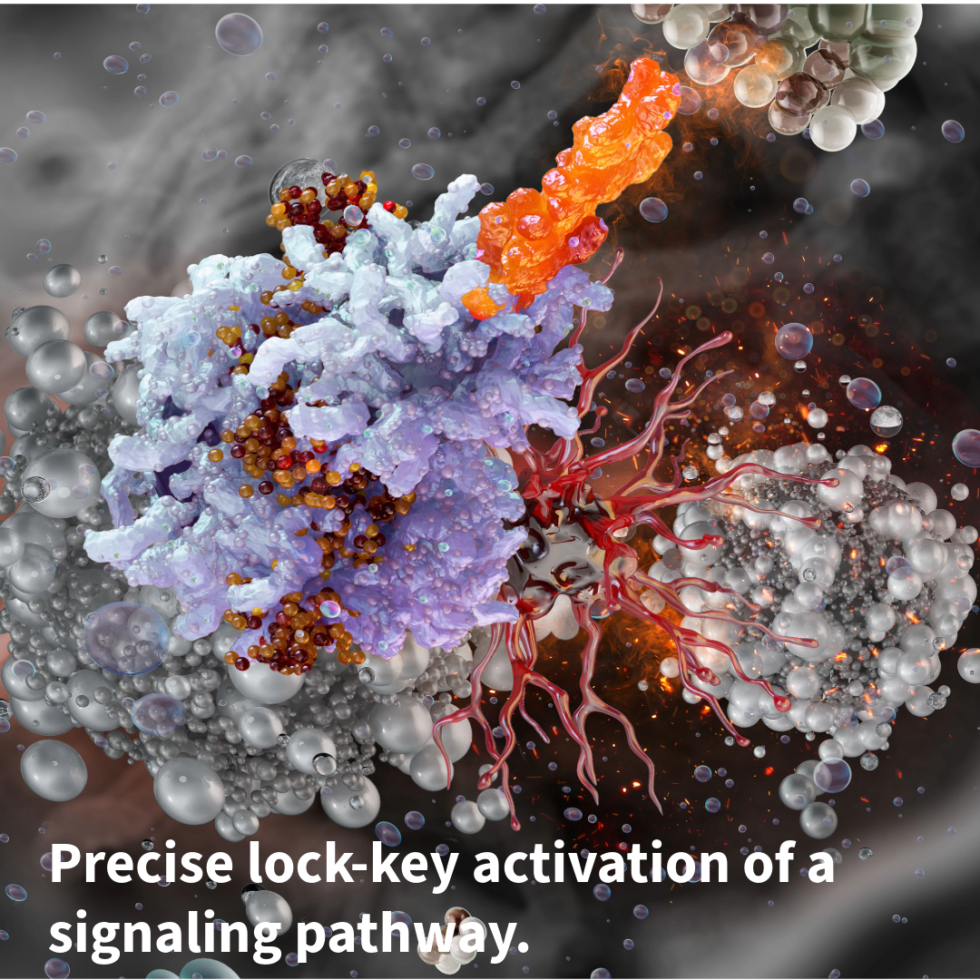 Peptides vs. Bioactive Phospholipids: Two Molecules Racing Toward the Same Destination — the Cell Membrane