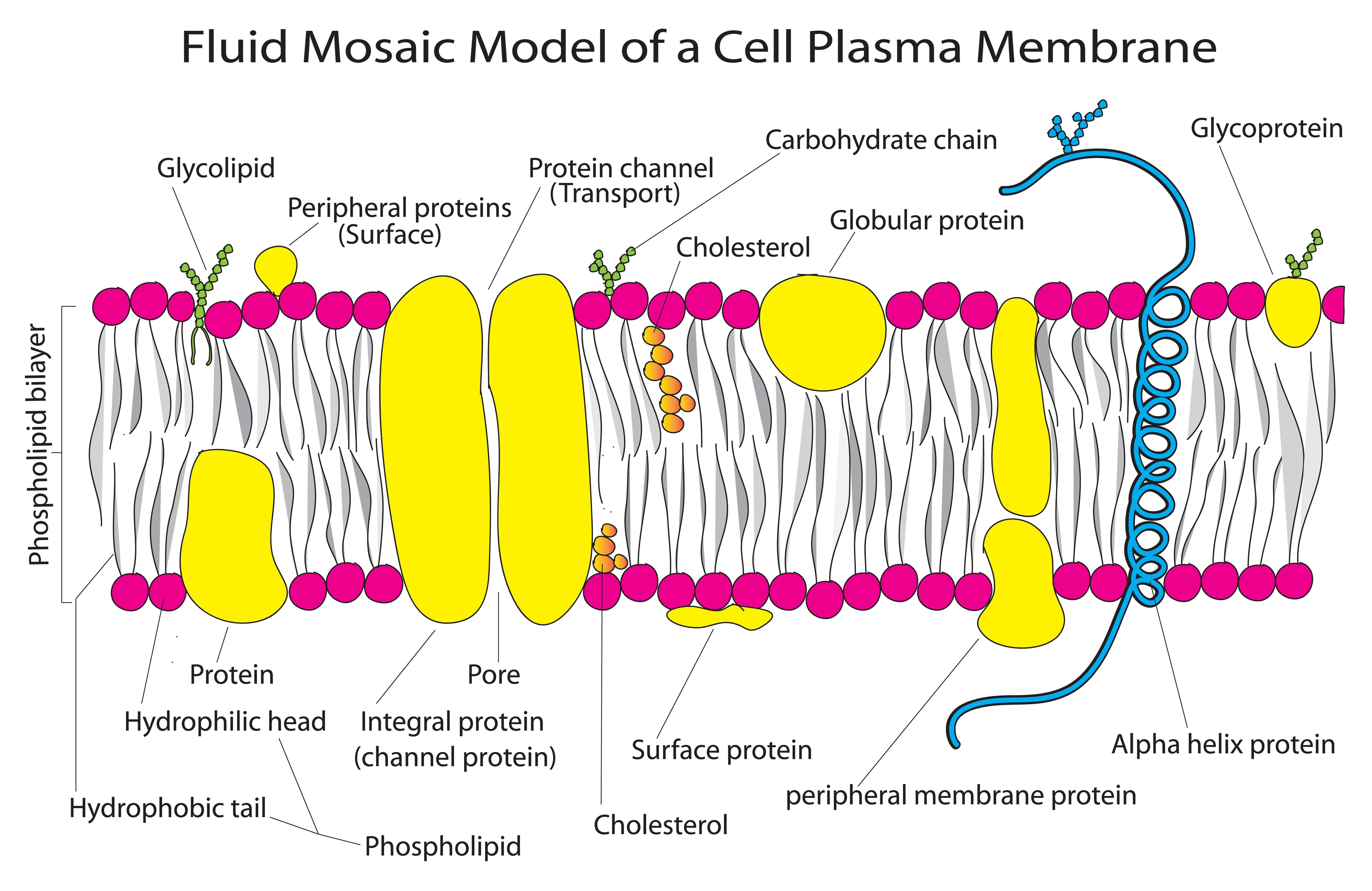 Healthy Cell Phospholipid Membranes Are Associated with Longevity