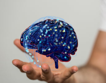 Why Fertilized Egg Phospholipids Are the Smarter Path to Brain Protection
