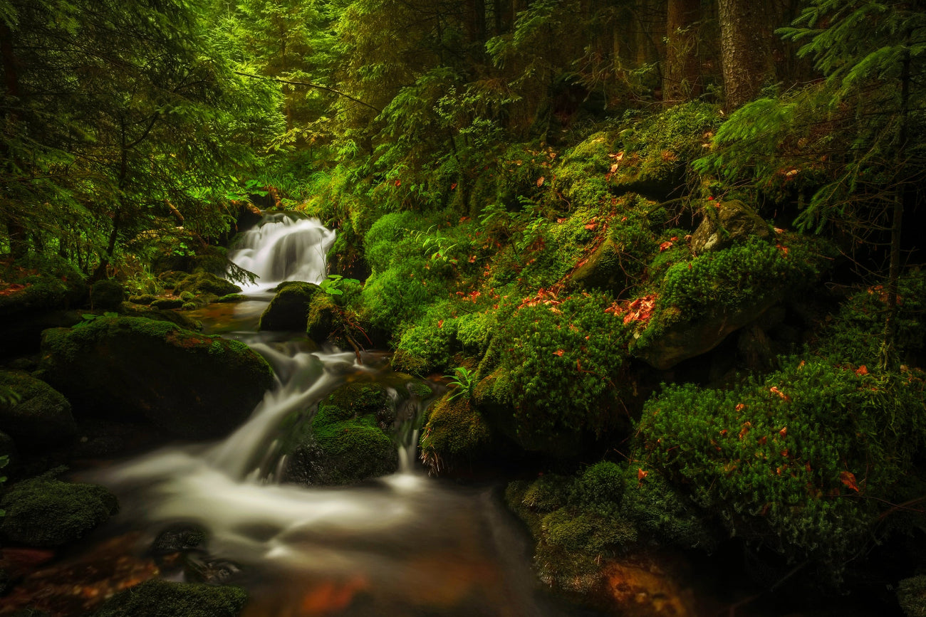 Stream flowing through a lush green forest with a waterfall.