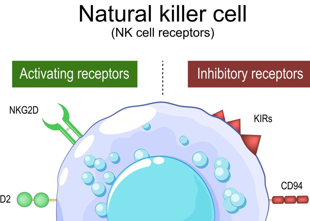 What Are NK Cells?