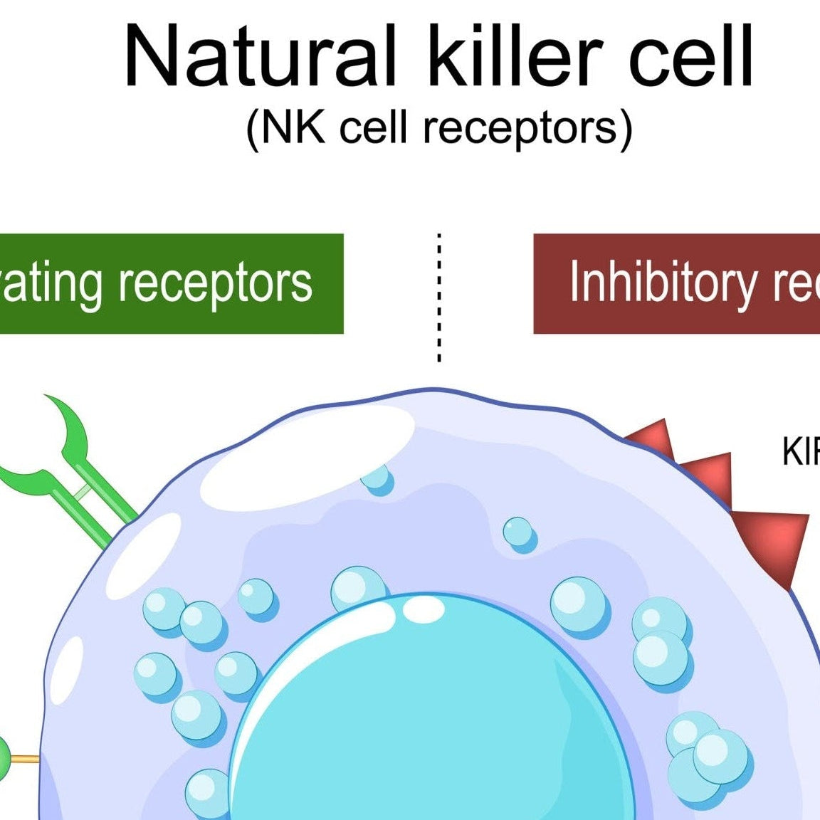 Diagram of a natural killer cell with activating and inhibitory receptors labeled.
