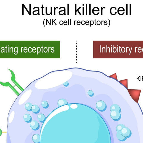 Diagram of a natural killer cell with activating and inhibitory receptors labeled.