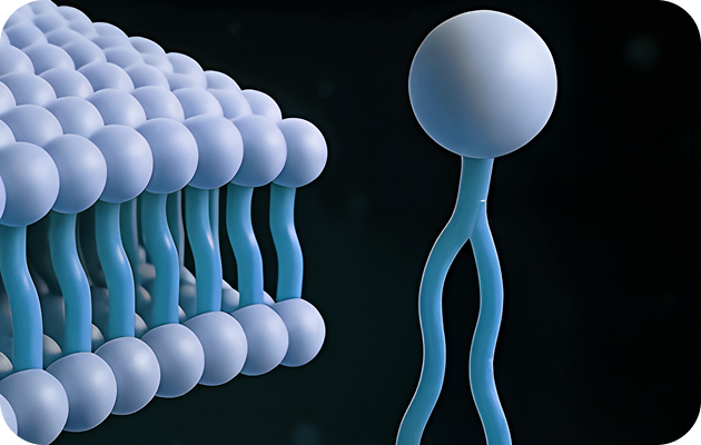 Phospholipids carrying essential fatty acids